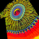 A short-sleeve tie-dye t-shirt featuring a psychedelic spiral pattern with concentric circles in red, yellow, blue, and green fading into a red and orange band at the bottom.