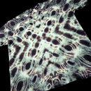 A short-sleeve t-shirt with an all-over psychedelic tie-dye pattern of concentric dark circles and wavy lines in black, dark brown, and off-white, shown against a solid black background.