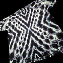 A short-sleeve t-shirt featuring a high-contrast black and white tie-dye pattern with a geometric, web-like design, shown against a solid black background.