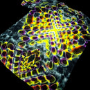 A close-up of a highly patterned fabric or material sample with an abstract organic design in bright yellow, purple, orange, and white over a dark background, shown against a black backdrop.